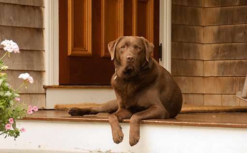 dog door guarding saying wise