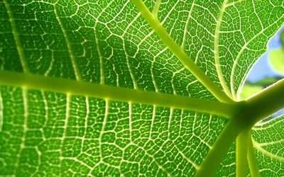  leaf-tree-nourish-life-wisdom-quote